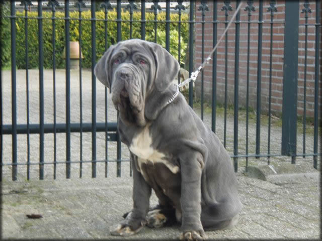 mastino napoletano: Bonnie van de Wiltimana 
